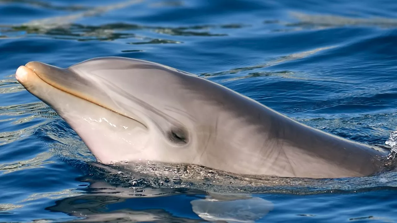 Dolphin in the Baltic Sea has been talking to himself — and researchers think it's a sign he's lonely