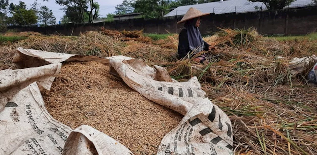 Realisasi Luas Tanam Padi masih Rendah, Cianjur Percepat Tanam Manfaatkan Hujan