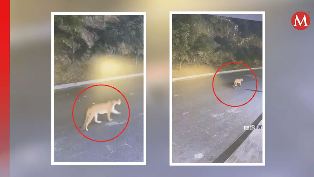 Captan puma en cámara de seguridad en el municipio de San Pedro|VIDEO