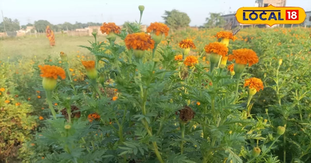 Flower cultivation: गेंदा फूल से बढ़ी किसान की आमदनी, खुद करते हैं सजावट का काम, कम समय में कमा रहे अच्छा म...