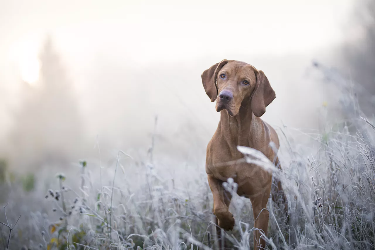 Northern California Pet Owners Warned About Frigid Temperatures