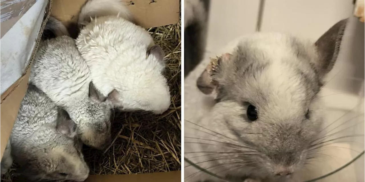 Vernachl&auml;ssigte Chinchillas in Karton abgegeben: N&uuml;rnberger Tierheim mit deutlichen Worten