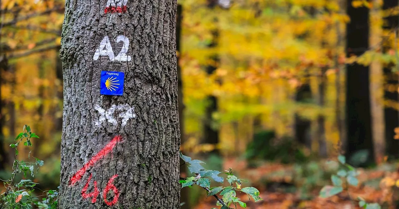 Bürgerentscheid im Kreis Kleve: Letzte Chance für zweiten Nationalpark in NRW