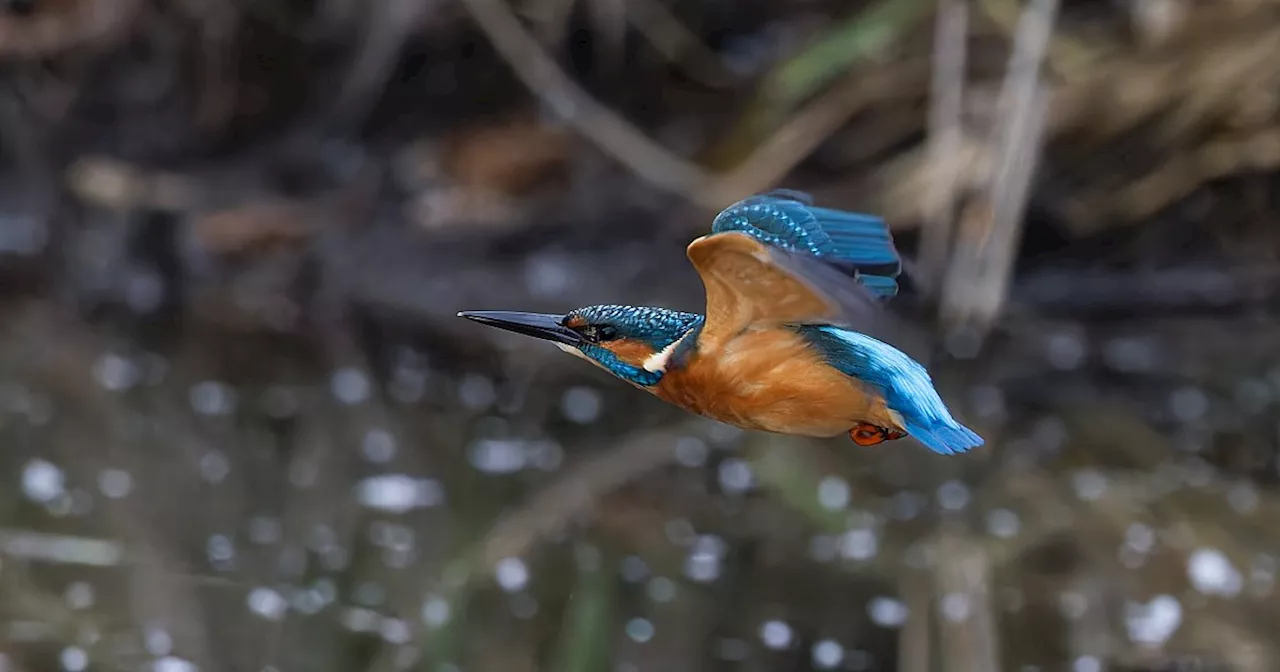 Fliegender Fischliebhaber: Diese seltene Vogelart ziert den Himmel Bielefelds