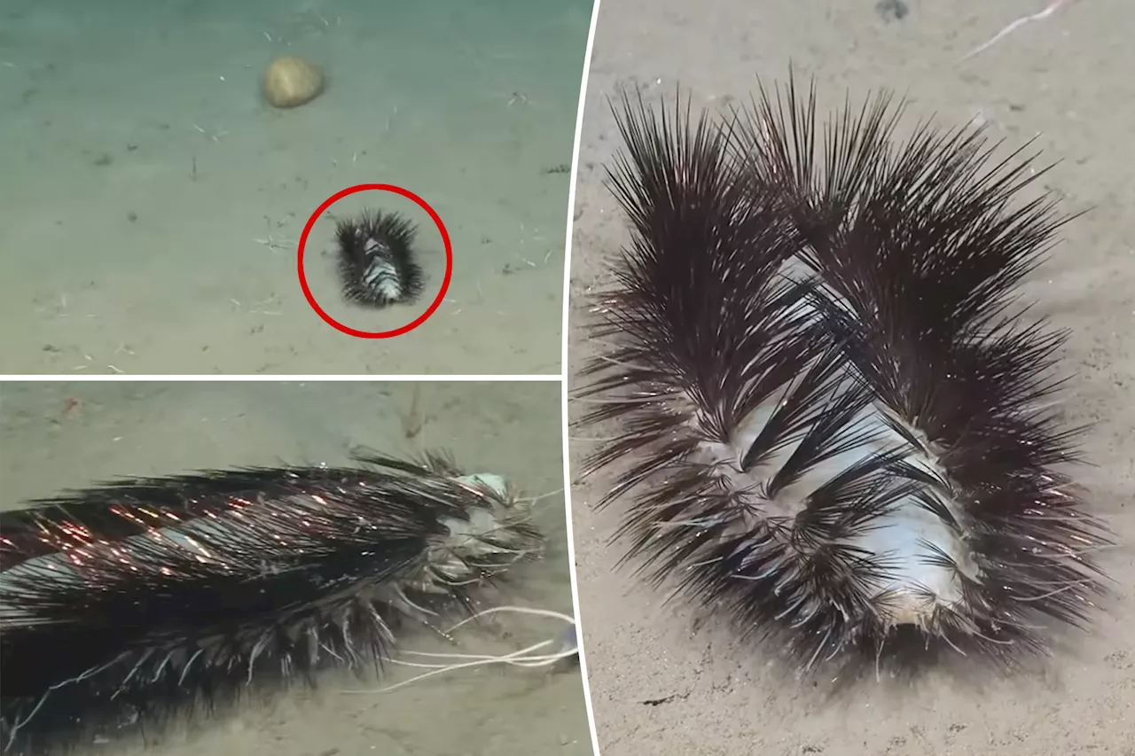 'Gorgeous' sea worm discovered by shocked scientists: 'Sassy sparkler' with 'dazzle'