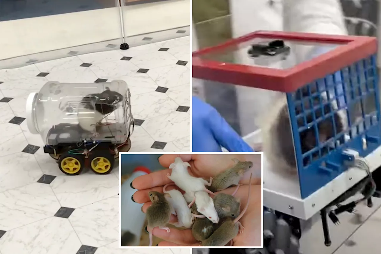 Scientists teach rats to drive tiny cars and 'unexpectedly' discover the rodents enjoy revving their engines