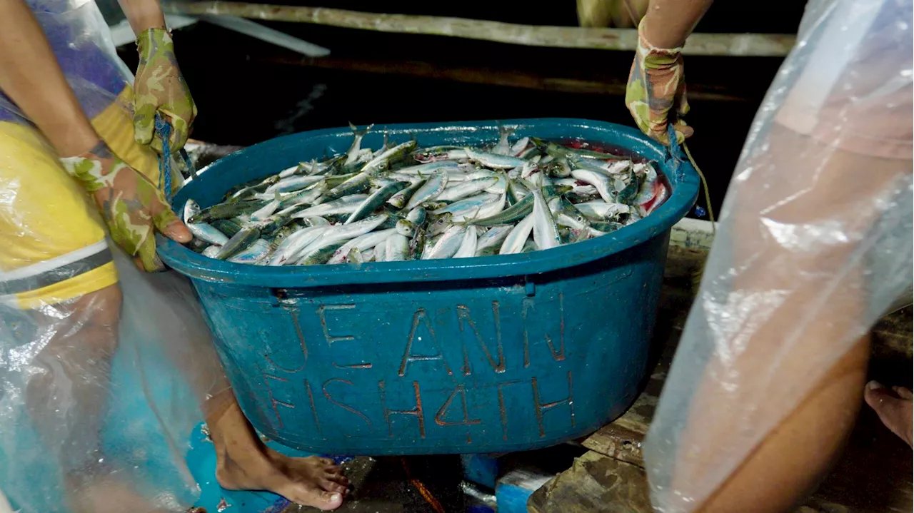 3-month fishing ban begins in Visayan Sea to safeguard 3 fish species