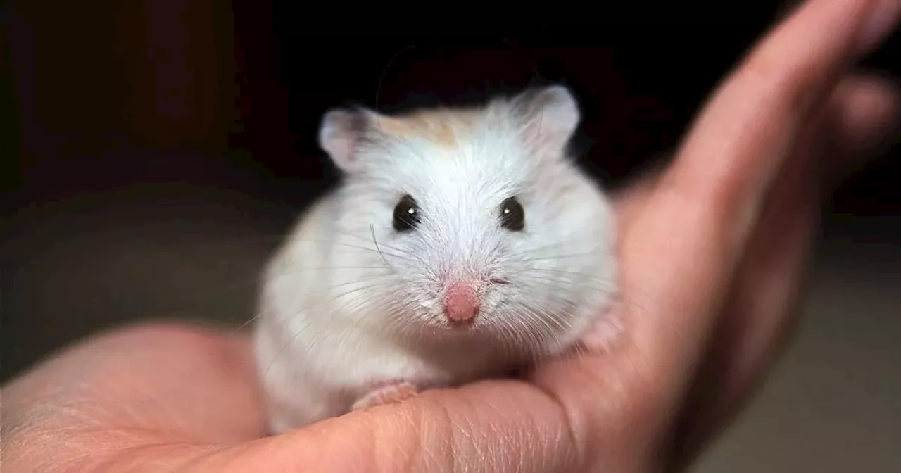 Portugal flight grounded for days as over 130 hamsters unleashed on the plane