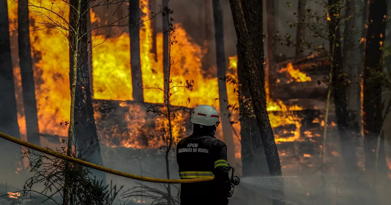 Fogo posto é a principal causa dos incêndios em Portugal