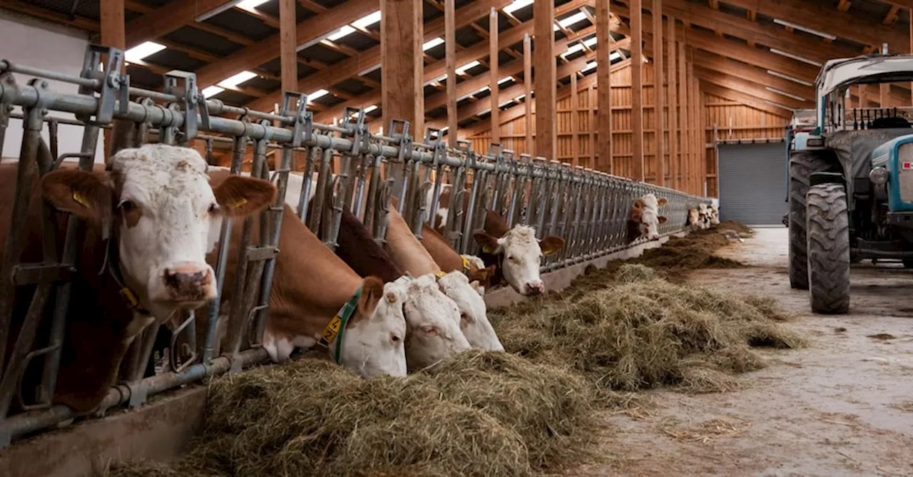 Produzione di carne rossa, l’Italia dipende per il 60% dall’estero