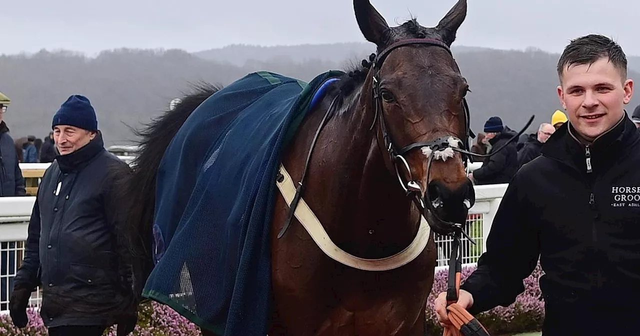 Drei Pferde tot! Tragödie bei Reitsport-Klassiker