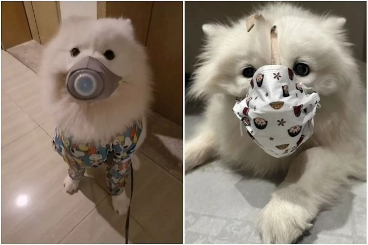 China pet owners mask their dogs after suspected poisoning of 40 dogs