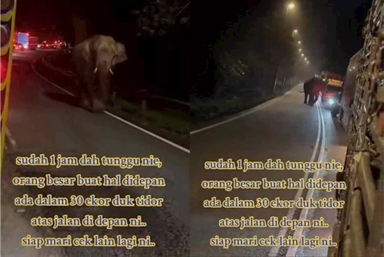 Elephant excursion stops Kota Baru - Alor Setar traffic