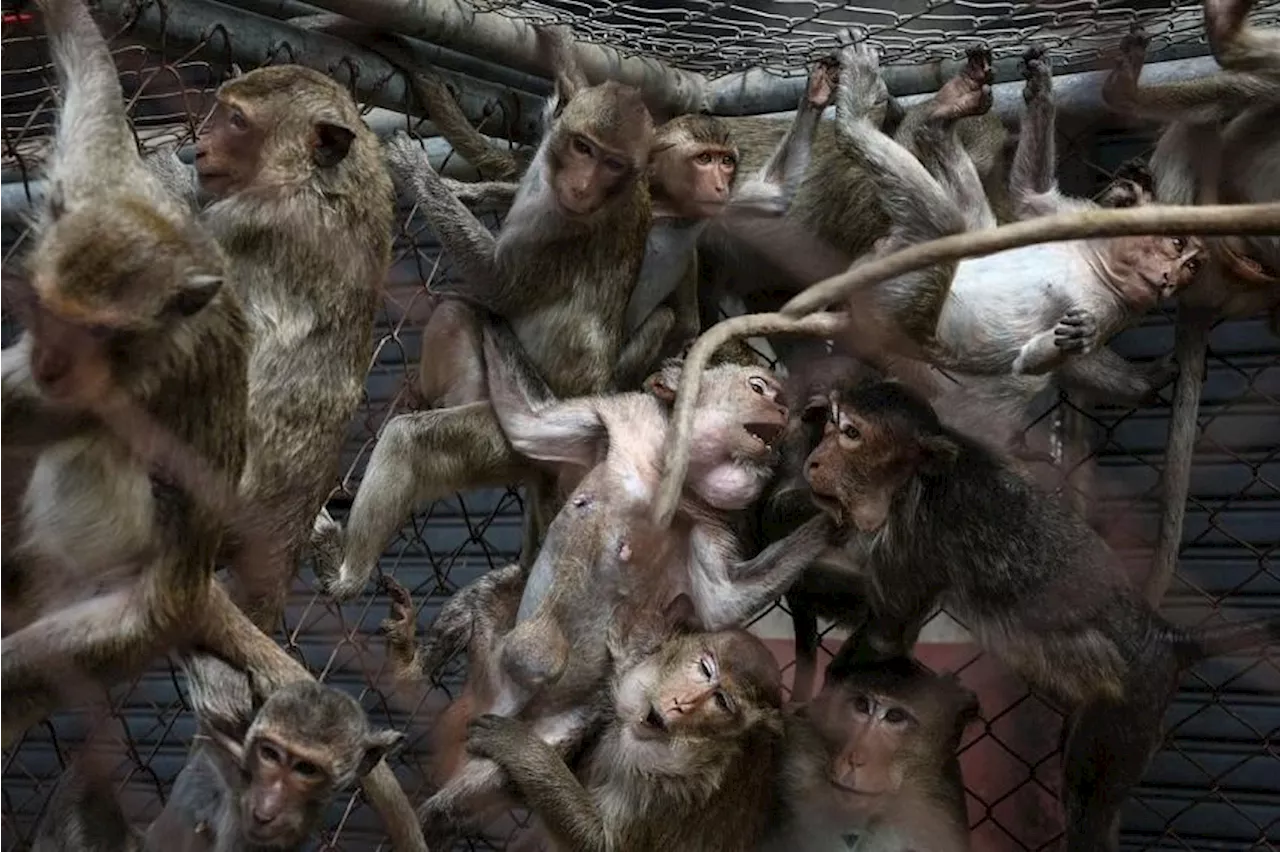 Law and disorder as Thai police station comes under monkey attack