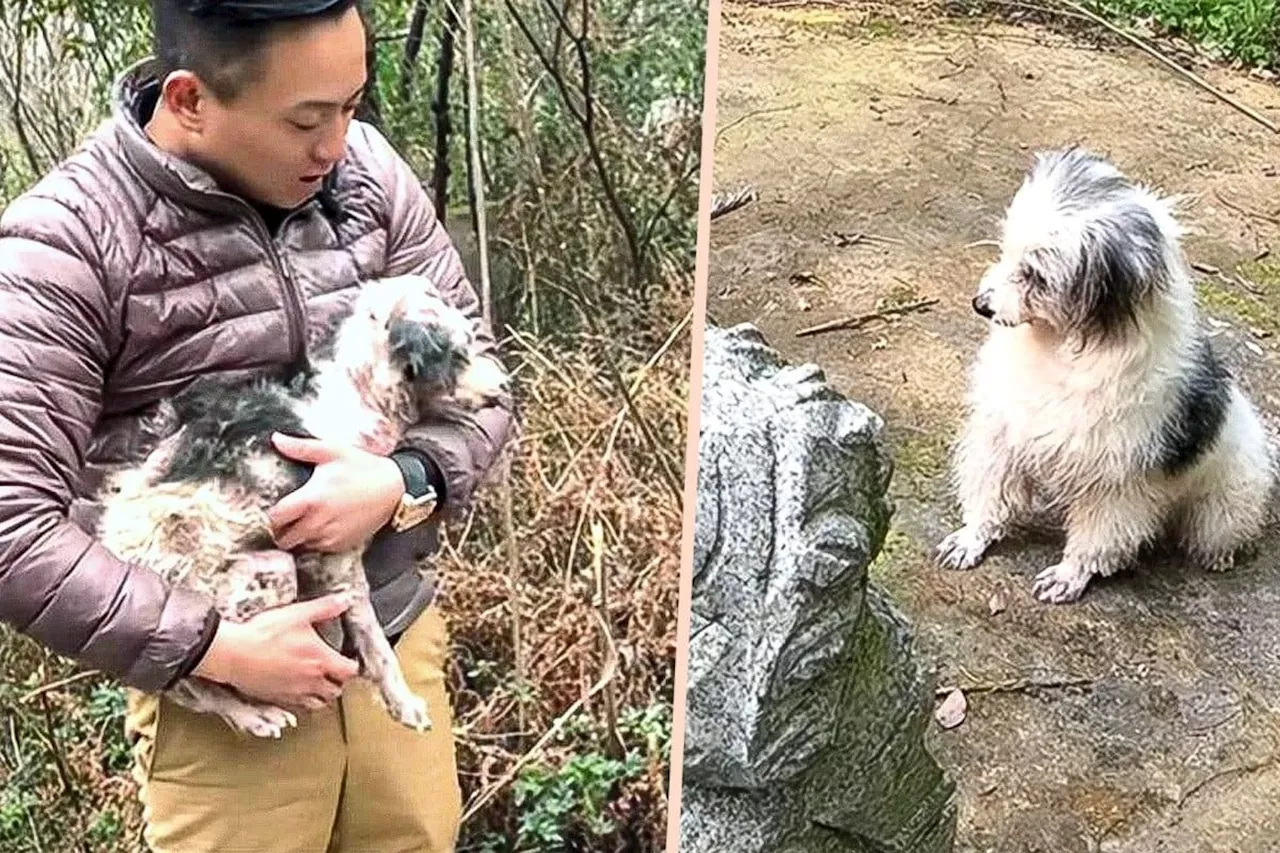 Sick China dog spends two years beside owner’s grave, rescued by man, becomes ‘Loyal Baby’