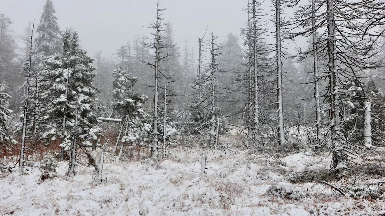 Wettervorhersage: Tief 'Quiteria' bringt Sturmböen und Schnee