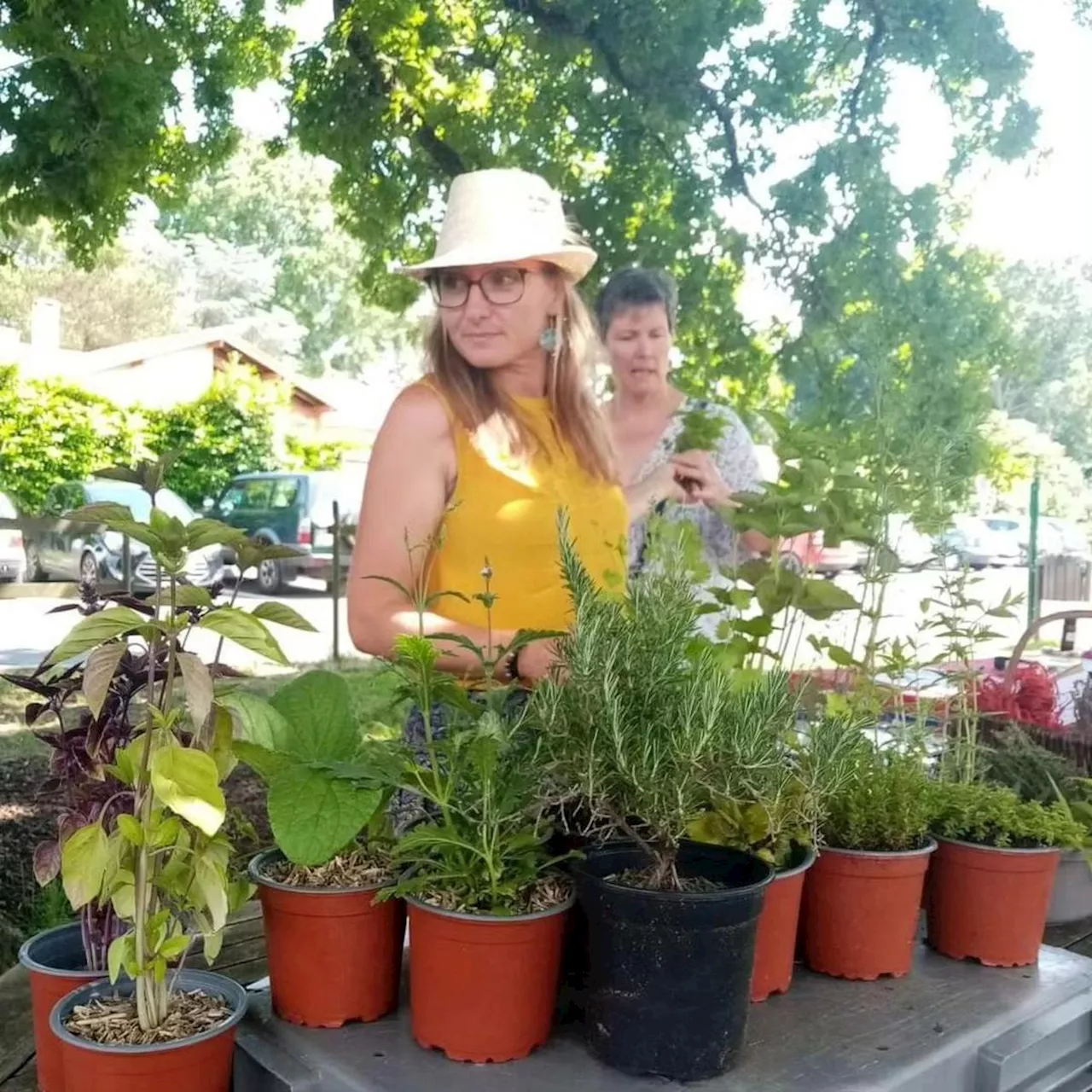 Carcarès-Sainte-Croix : un week-end portes ouvertes aux Jardins naïfs