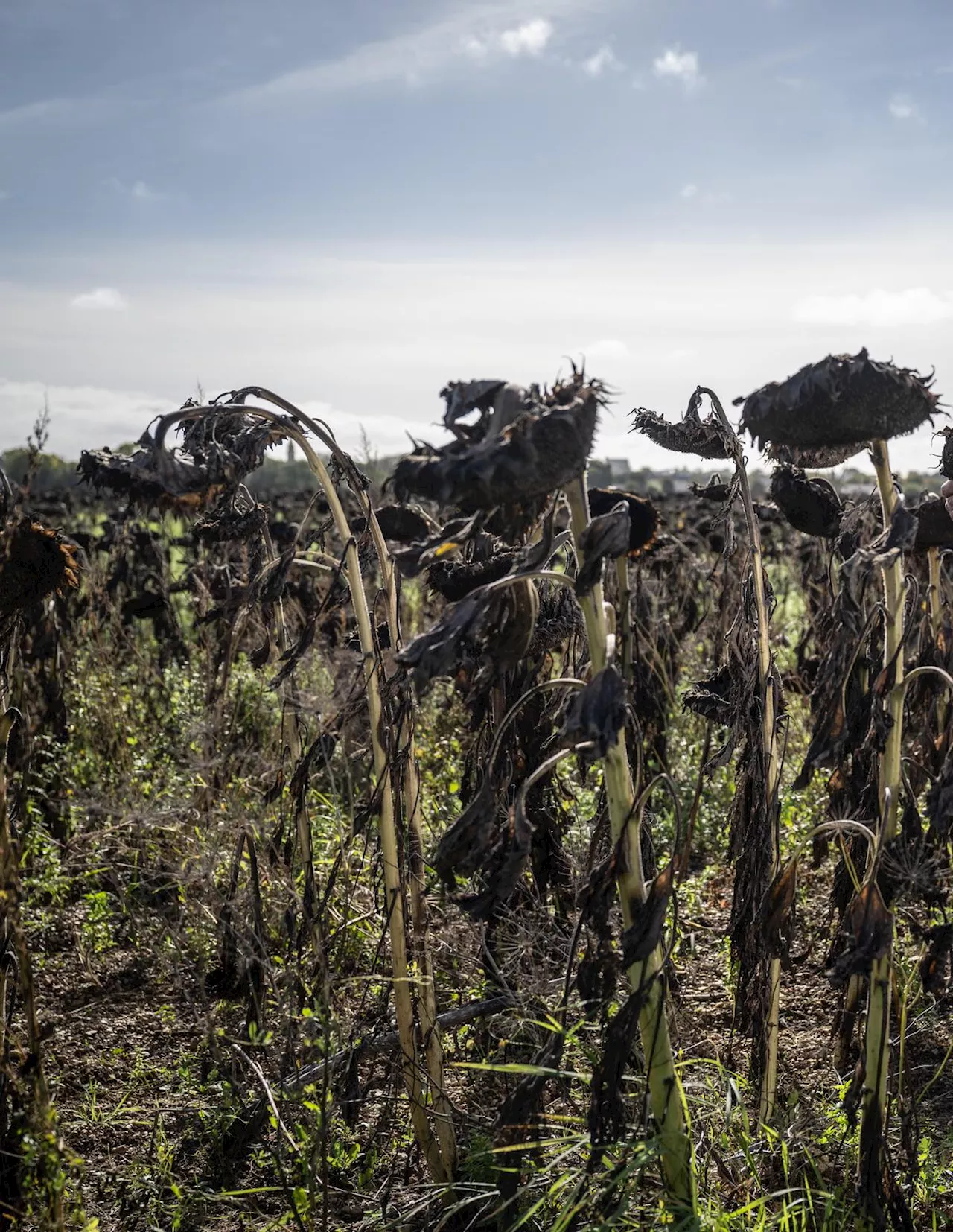 Charente-Maritime : en Saintonge, le tournesol ramassé mi-novembre, « une première »