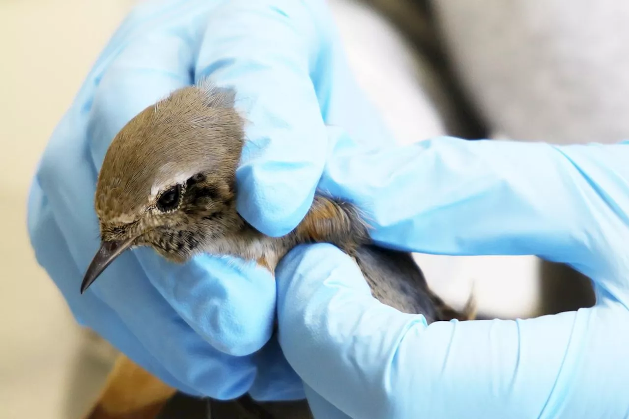 Saint-Justin : une soirée pour savoir comment soigner la faune sauvage, au Cercle samedi