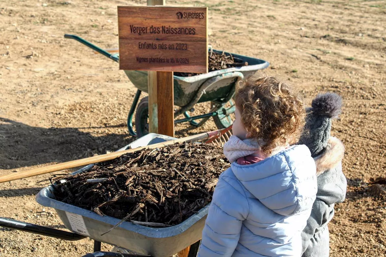 Surgères : le Verger de naissances s’agrandit avec une quarantaine de pieds de vigne