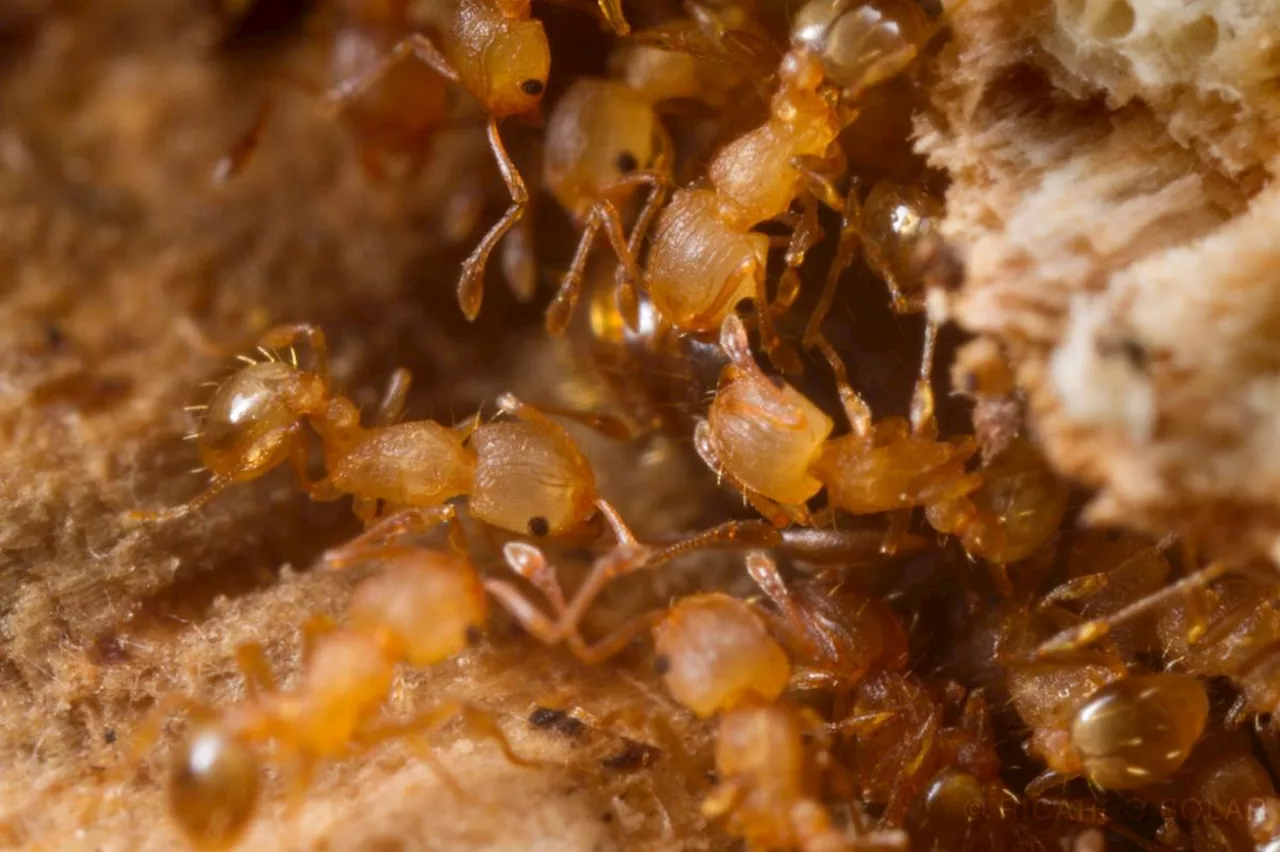 Un foyer de fourmis électriques, espèce envahissante et dangereuse, découvert dans le Var, le deuxième en deux ans