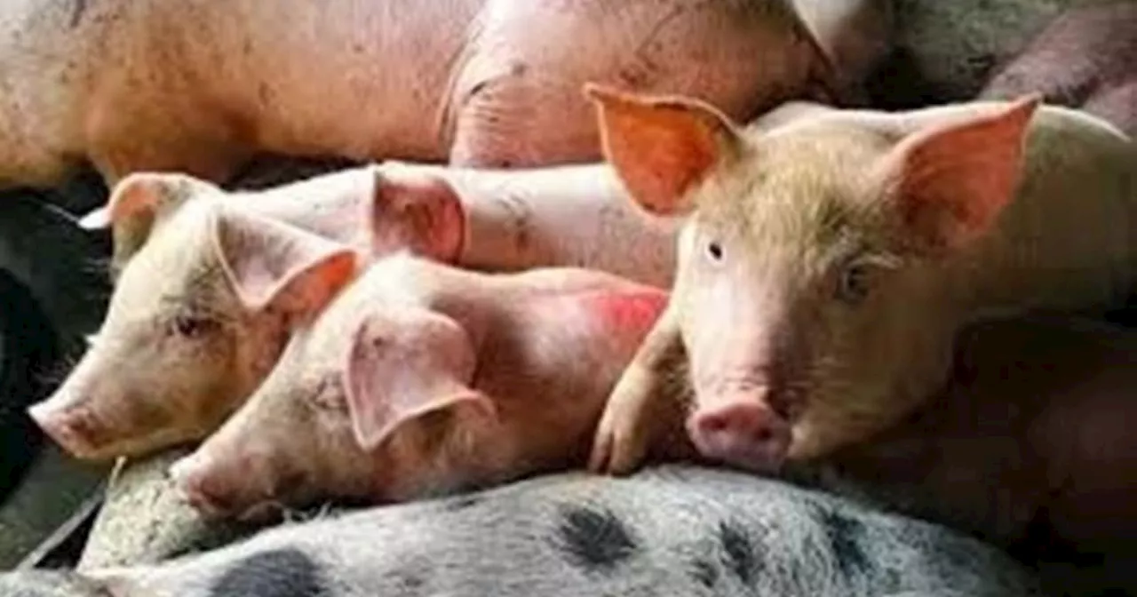 Agriculture department reviews hog transport policy