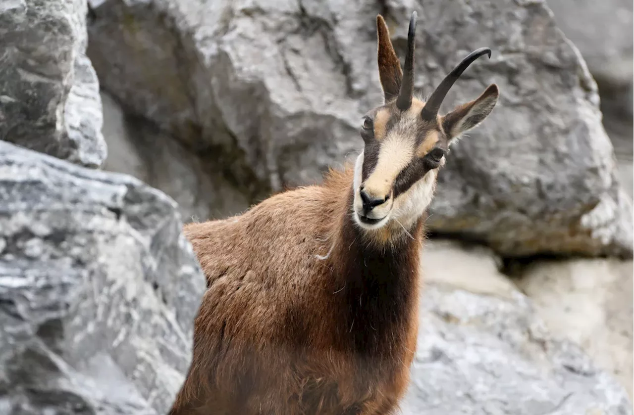 Bayern: Förster fürchten um die Schutzwälder in den Bergen