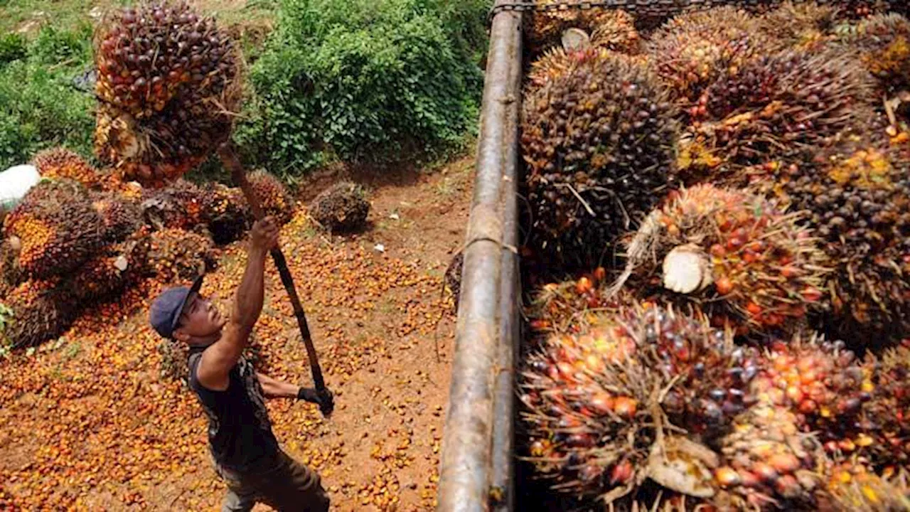 Ombudsman: Maladministrasi Perizinan Berpotensi Rugikan Perkebunan Kelapa Sawit Rakyat Rp 111,6 Triliun per Tahun