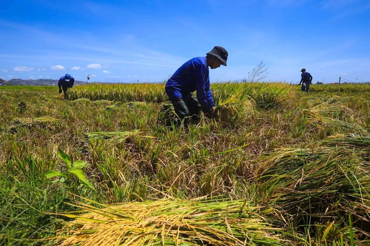 DA: Rice production to fall below estimate