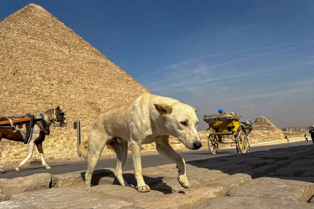 Stray dogs in Giza become tourist draw after 'pyramid puppy' sensation