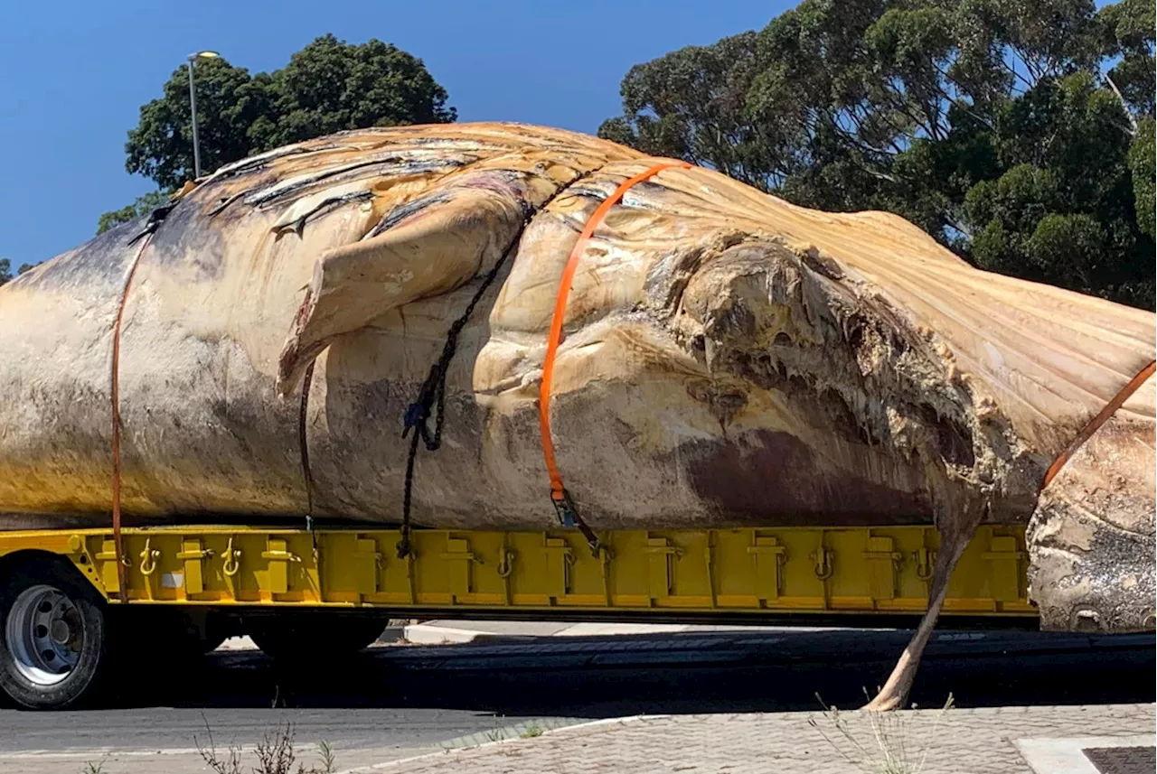 Dead humpback whale transported through Constantia