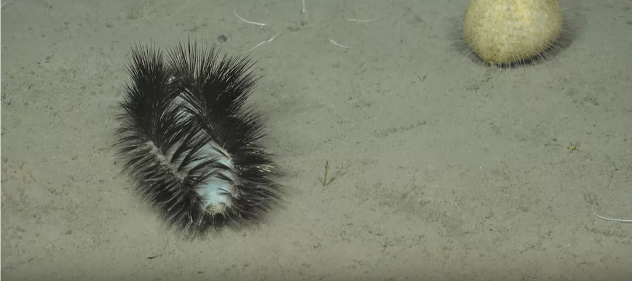 Remarkable moment ‘sassy sparkler’ sea worm with rainbow-like bristles is discovered by underwater rob...