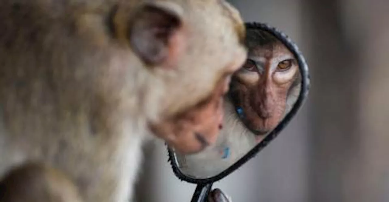 Law and disorder as Thai police station comes under monkey attack