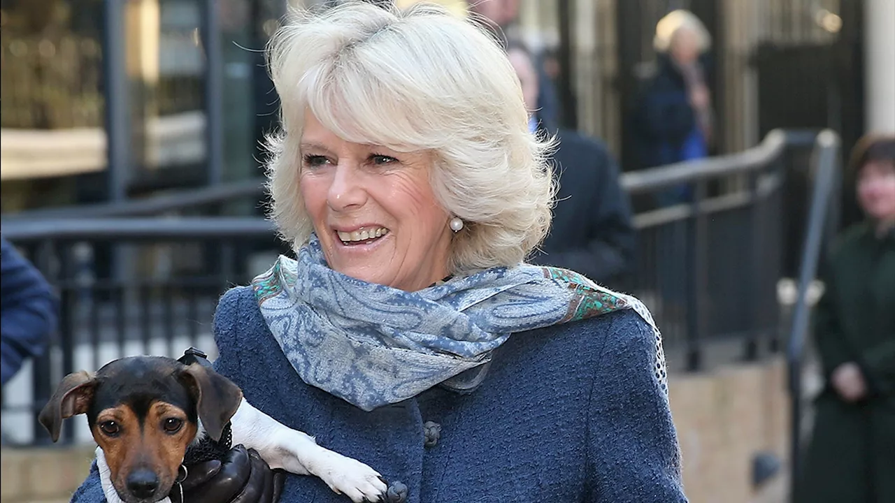 Queen Camilla's Longtime Dog Beth Dies, Buckingham Palace Announces