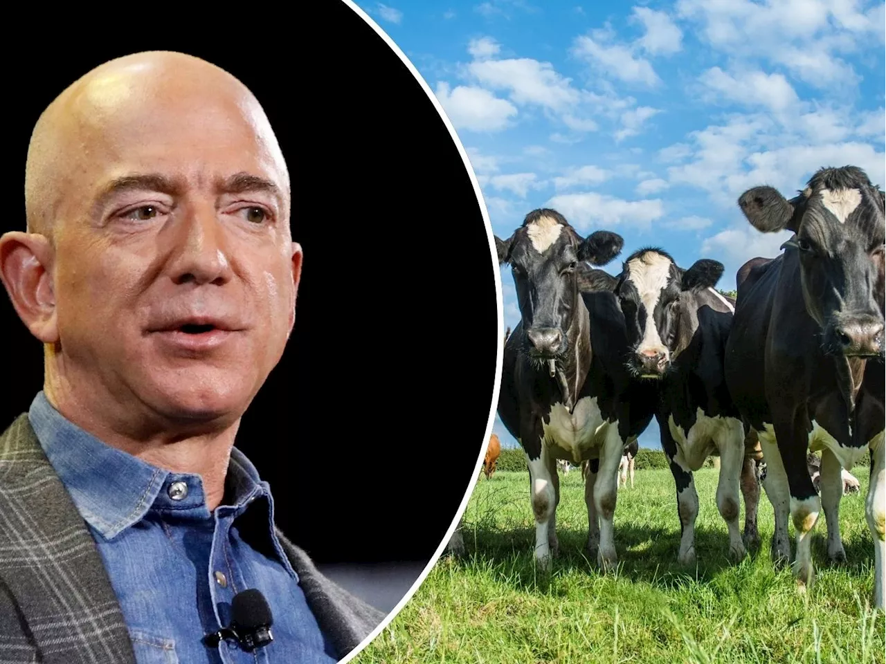 Jeff Bezos investiert Millionen in die Entwicklung eines Kuh-Impfstoffs gegen Methan-Emissionen