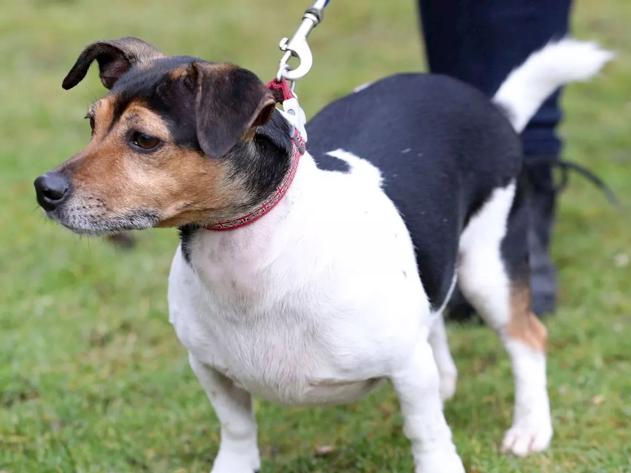 Königin Camilla trauert um Jack Russell Terrier