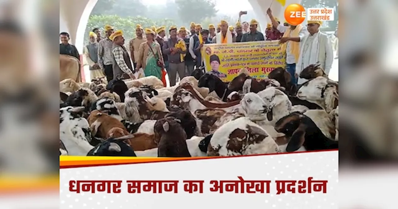 Firozabad News: भेड़-बकरियां लेकर डीएम ऑफिस में धावा बोला, फिरोजाबाद में फूले प्रशासन के हाथ-पांव