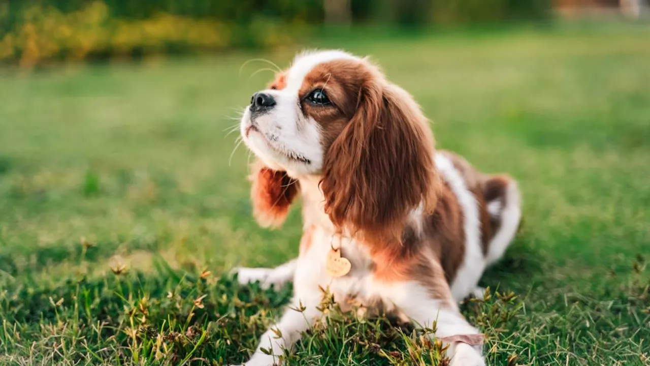 Perth grandmother robbed of $1800 in puppy buying scam