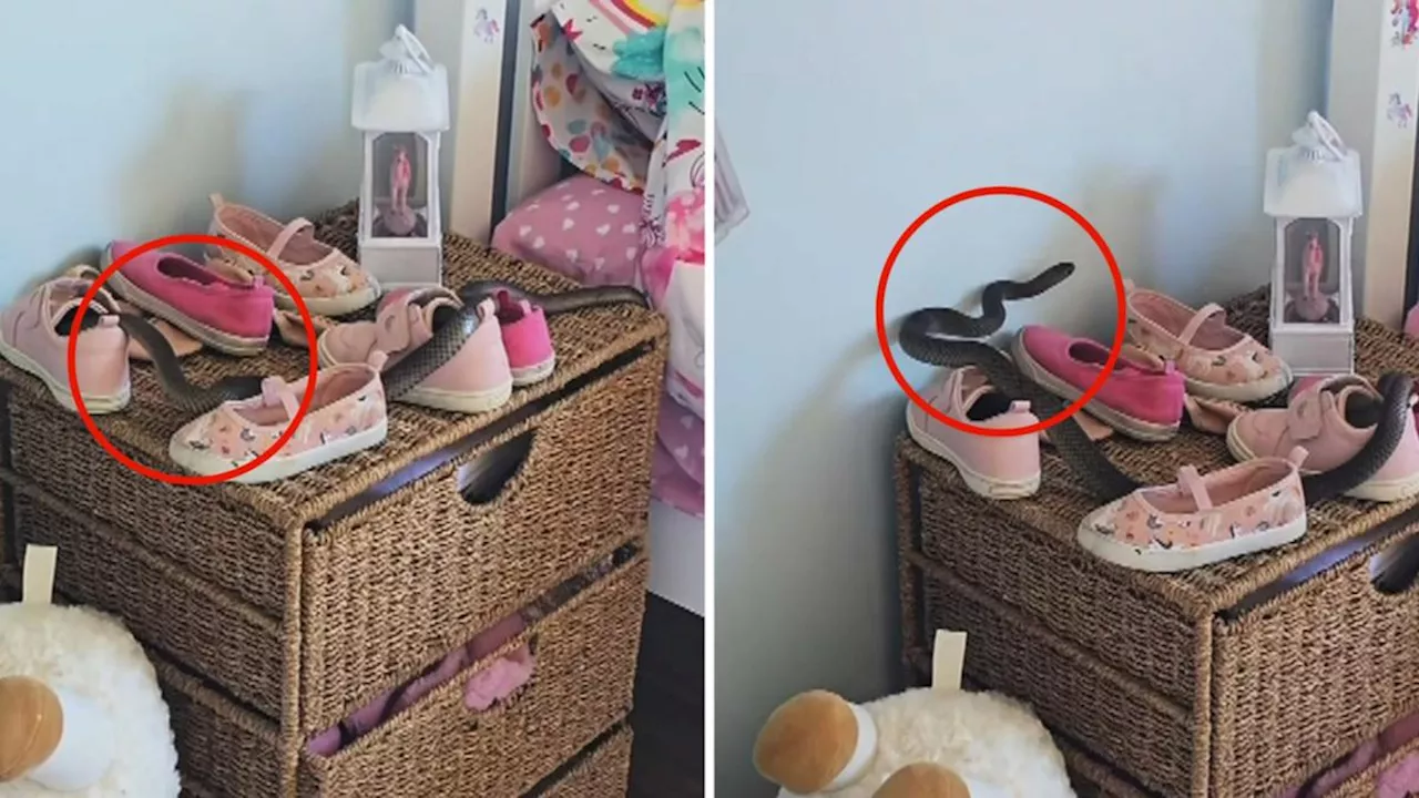 Mum’s panic as deadly eastern brown snake found in daughter’s bedroom in NSW home