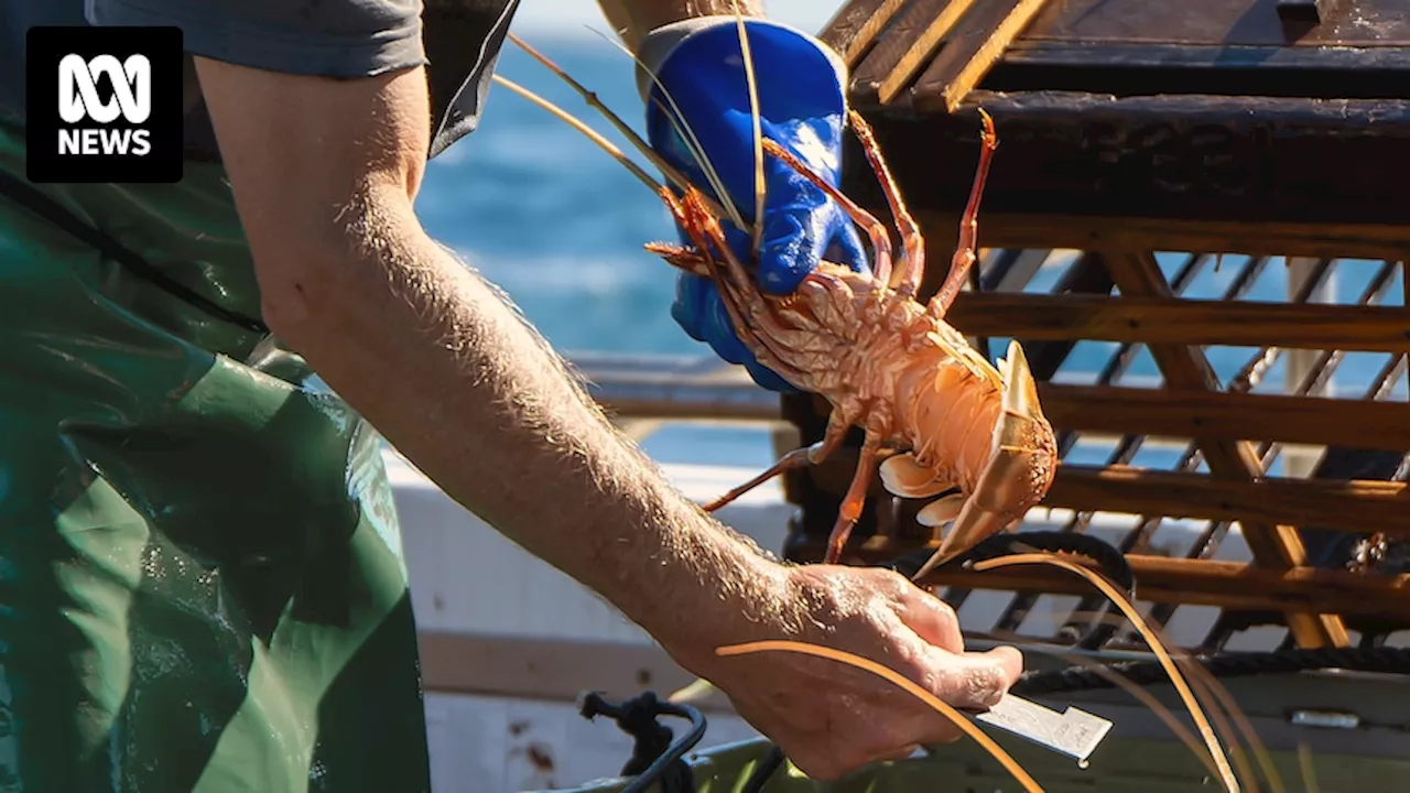 Commercial lobster fishers want total catch cut to help save WA fishery