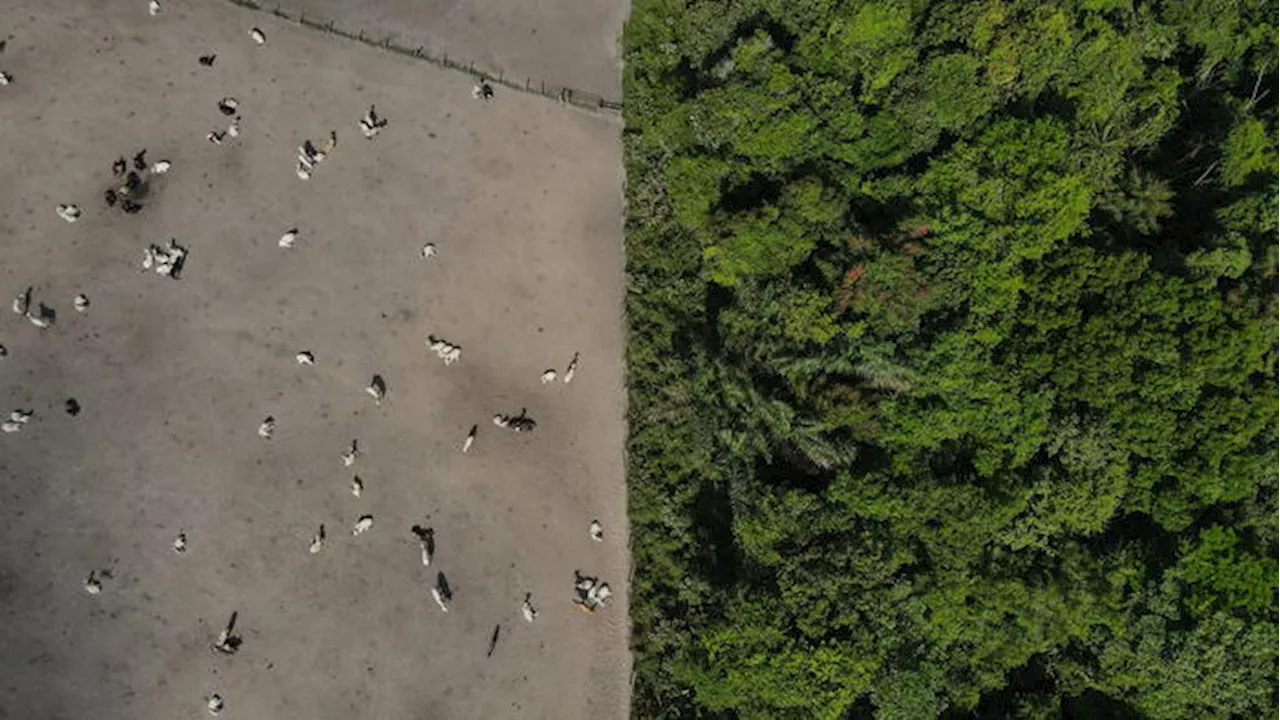 Con deforestazione ogni 2 secondi via area come campo calcio