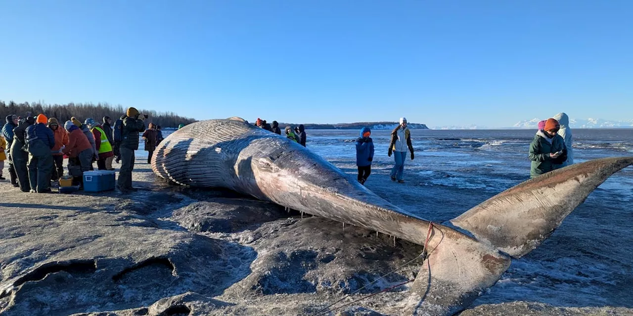 Fin whale found washed up on beach near Coastal Trail