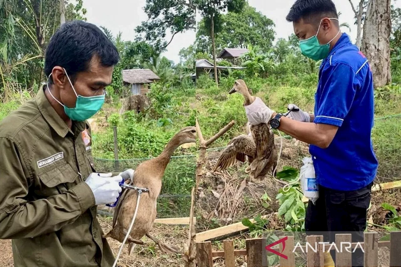 Wabah flu burung pertama sejak Desember ditemukan di Belanda