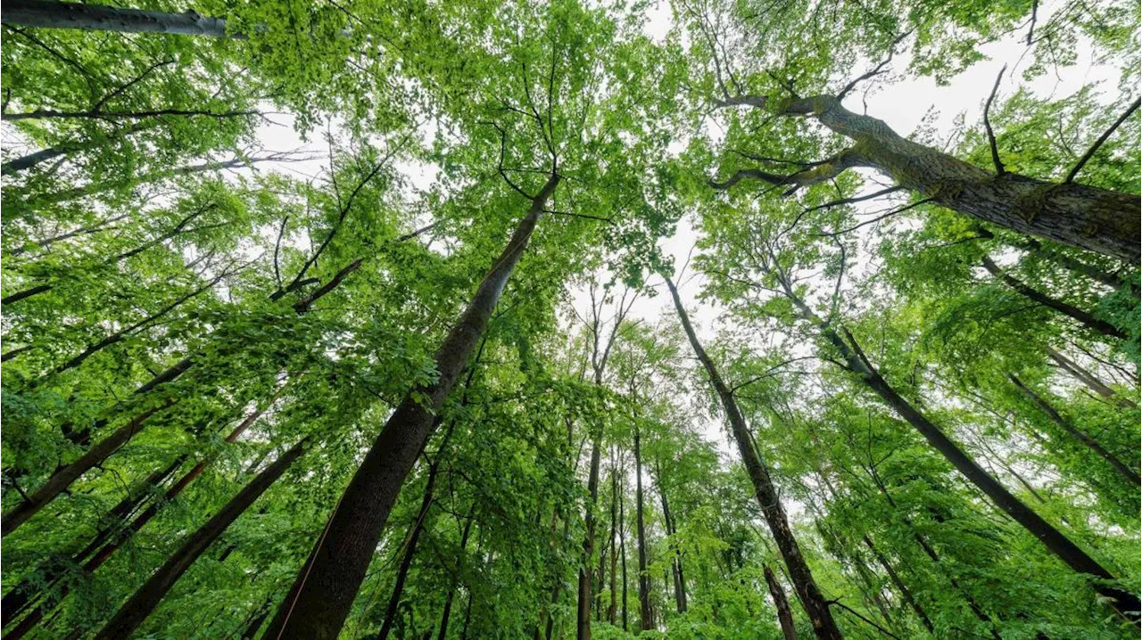 Naturschützer kritisieren Hubert Aiwangers Wärmestrategie für Bayern