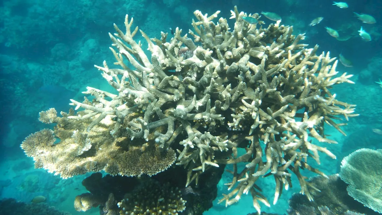 Korallensterben Great Barrier Reef: Traurige Rekordwerte