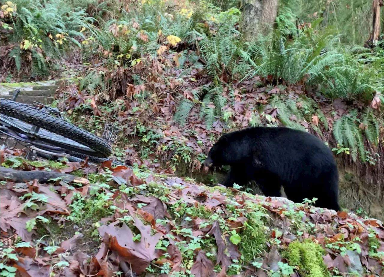 Video: Coquitlam SAR vet stays calm during close bear encounter on Burnaby Mountain