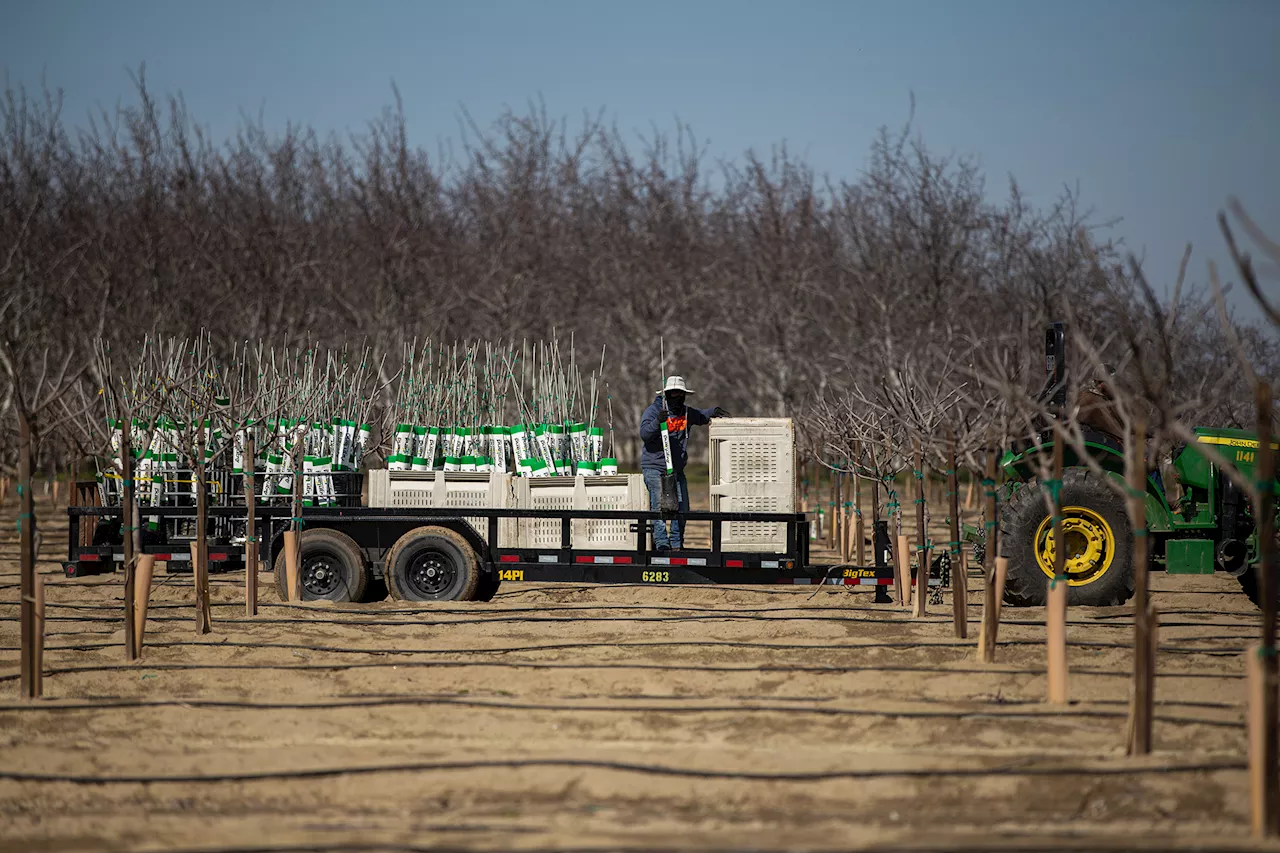 How three Trump policy decrees could affect California’s agricultural industry