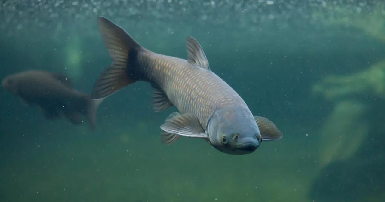 Study finds pollution in area waterways may be keeping Asian carp from advancing to Lake Michigan