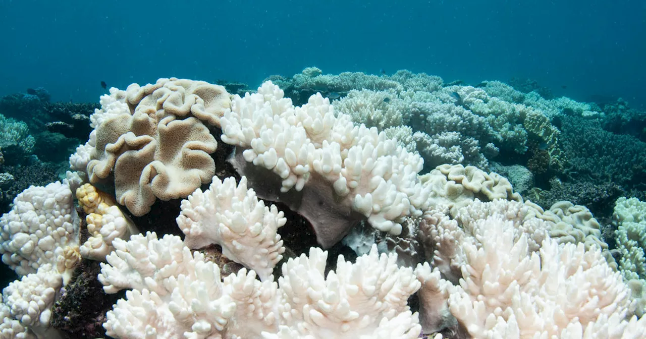 Parts of Great Barrier Reef dying at record rate, alarmed researchers say; 'worst fears' confirmed