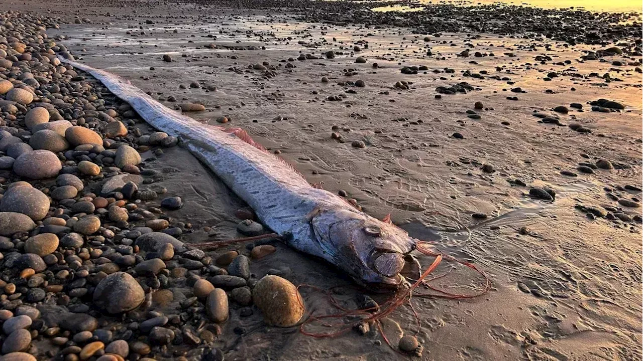 “Peixe do Juízo Final” é visto na costa da Califórnia pela terceira vez no ano